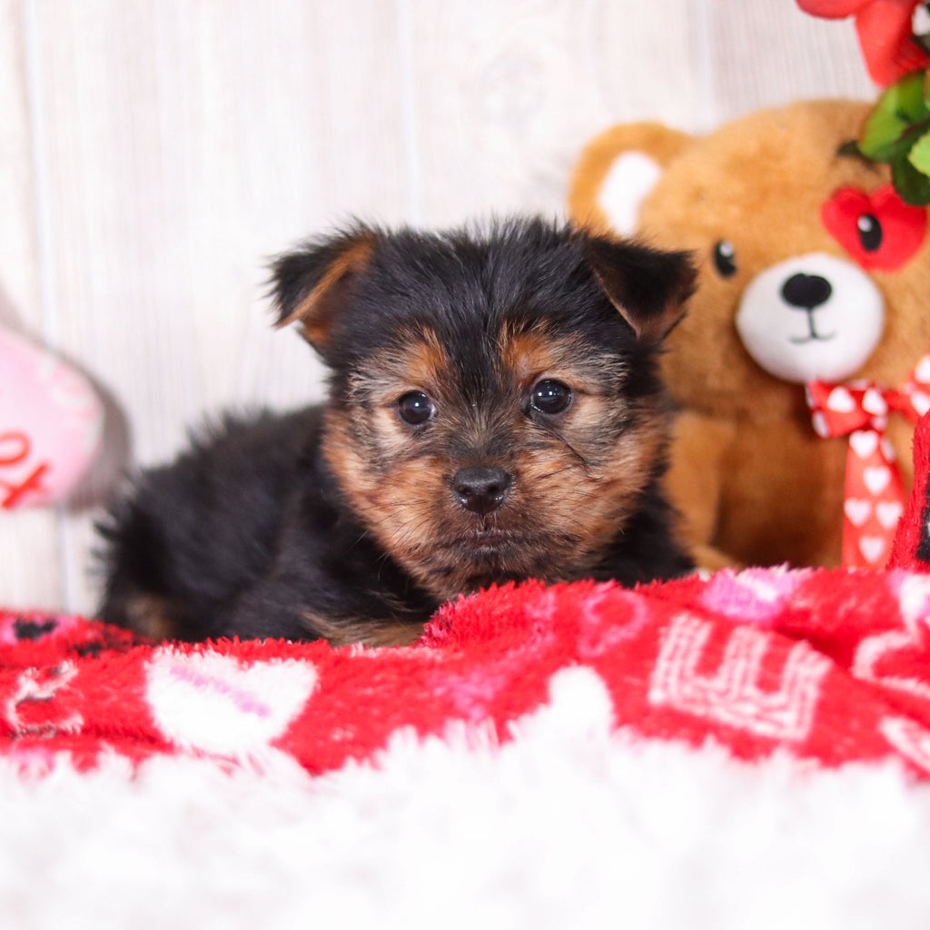 Timmy - Available 2/11