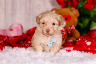 Jax - Available 2/11