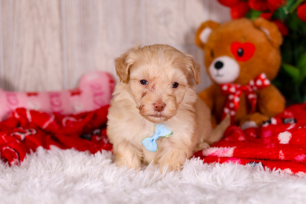 Jax - Available 2/11