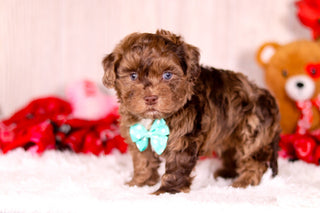 Kip - Available 2/11