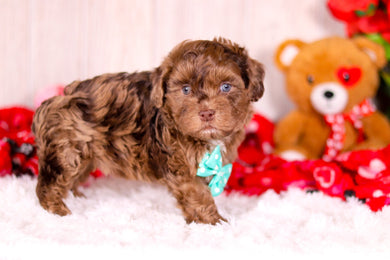 Kip - Available 2/11