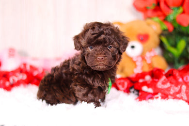 Tulsa - Available 2/11