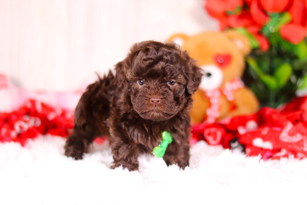 Tulsa - Available 2/11