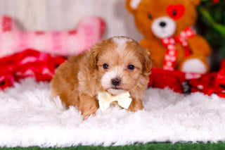 Smokey - Available 2/11