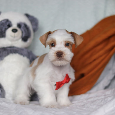 Silas - Available 3/19