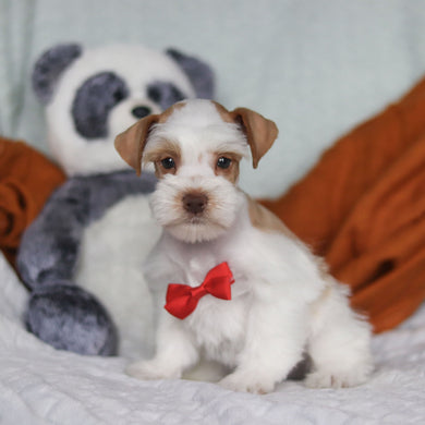 Silas - Available 3/19