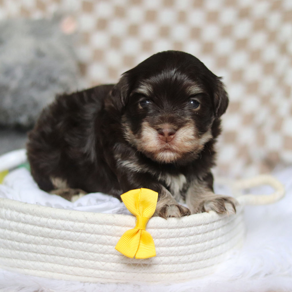 Goose - Available 4/9