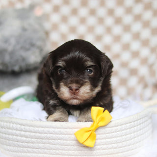 Goose - Available 4/9