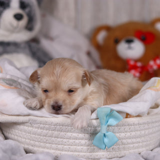 Peanut - Available 3/19