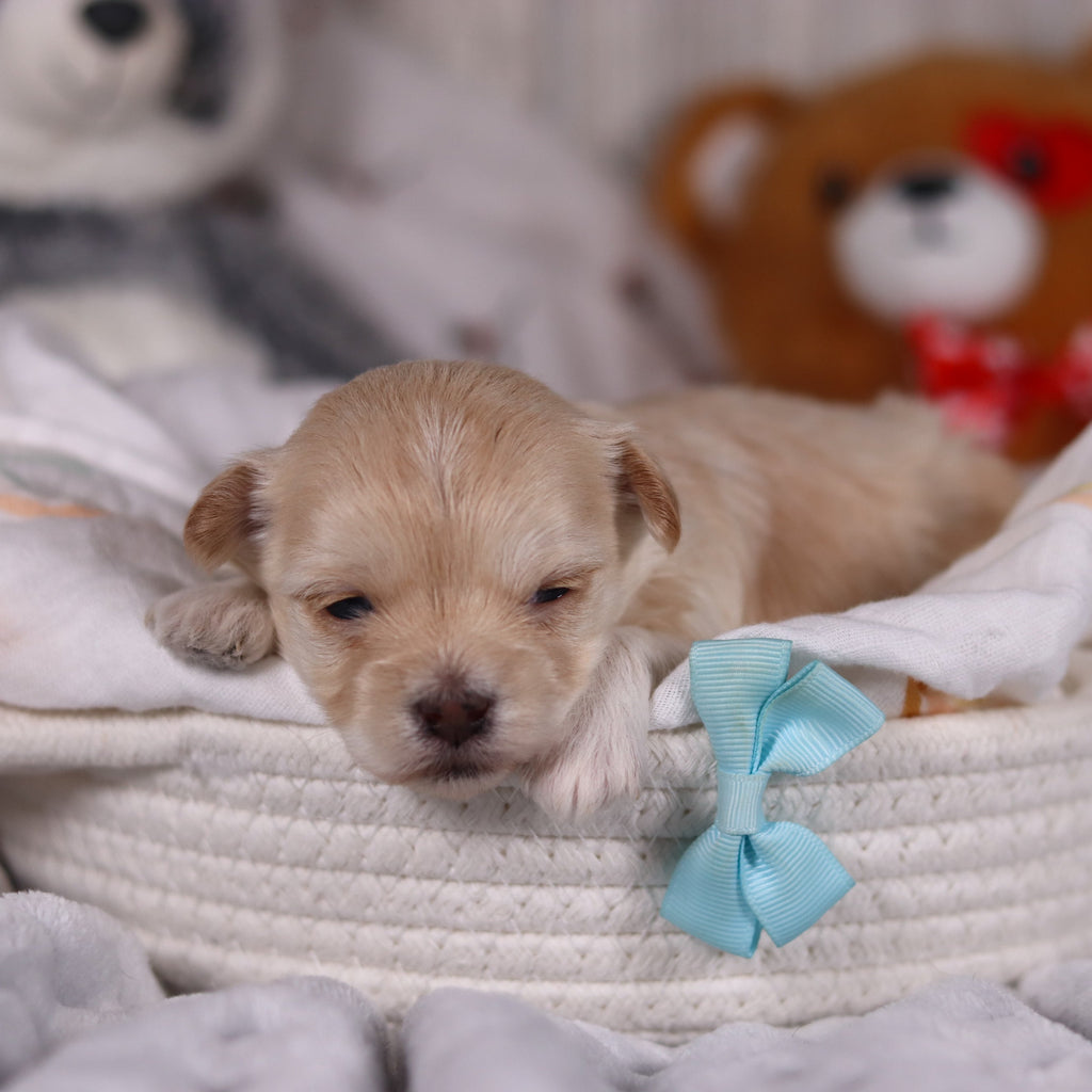 Peanut - Available 3/19