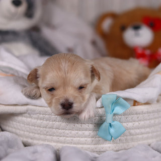 Peanut - Available 3/19