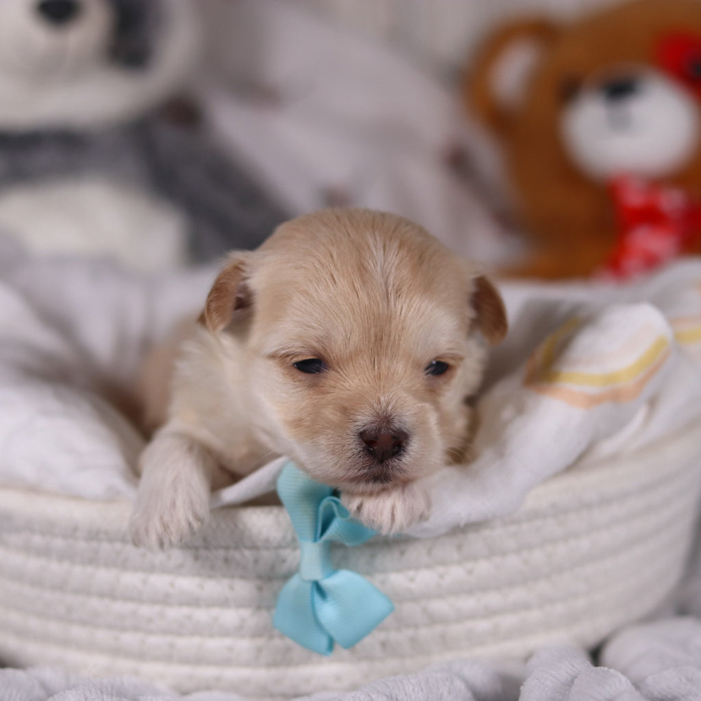 Peanut - Available 3/19