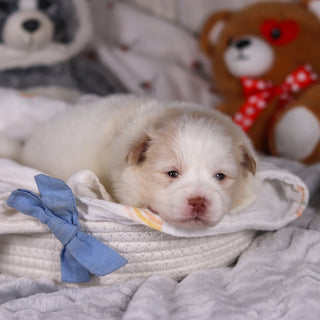 Marcello - Available 3/19