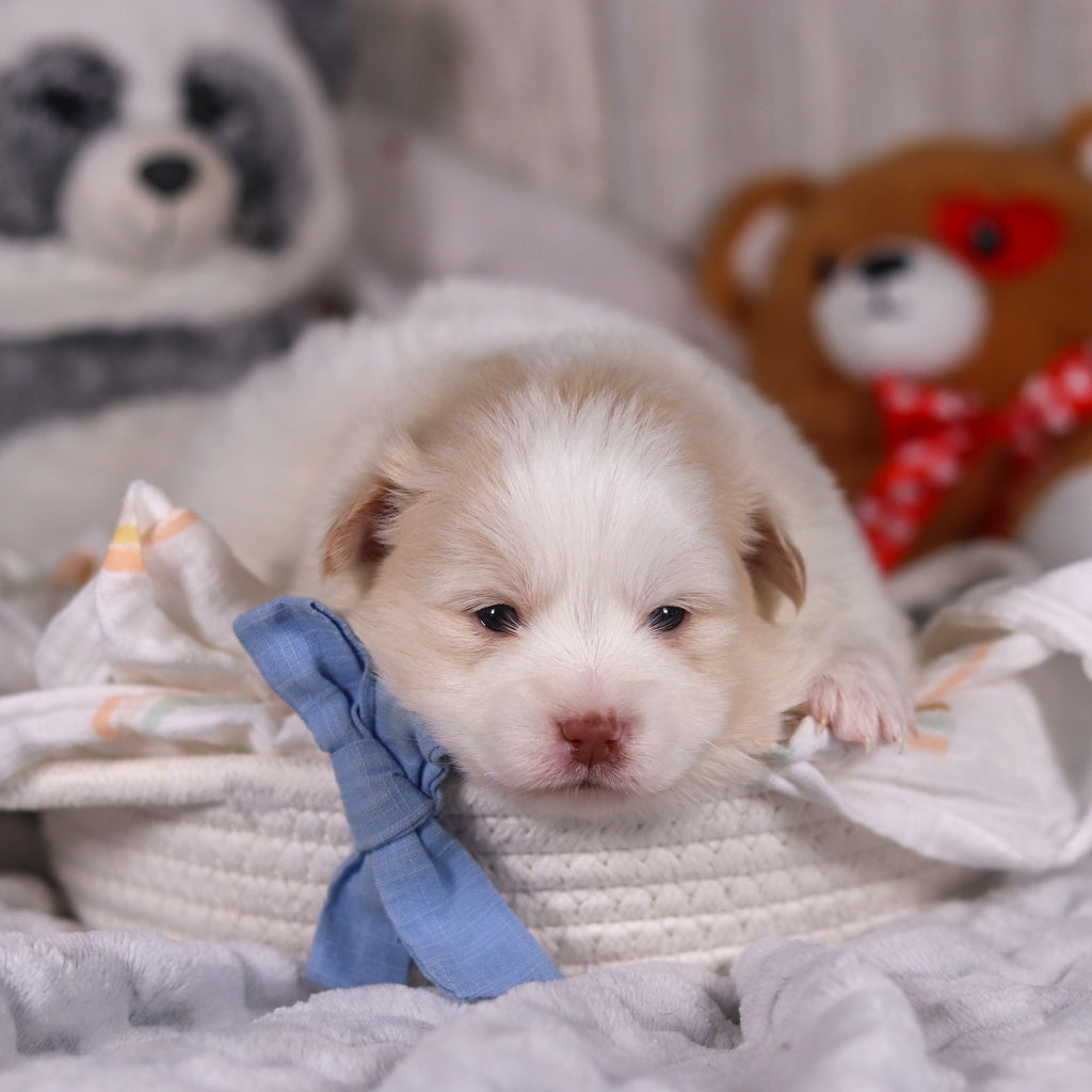 Marcello - Available 3/19