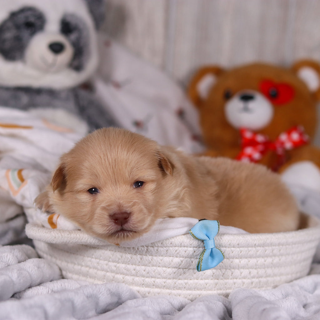 Maurice - Available Now