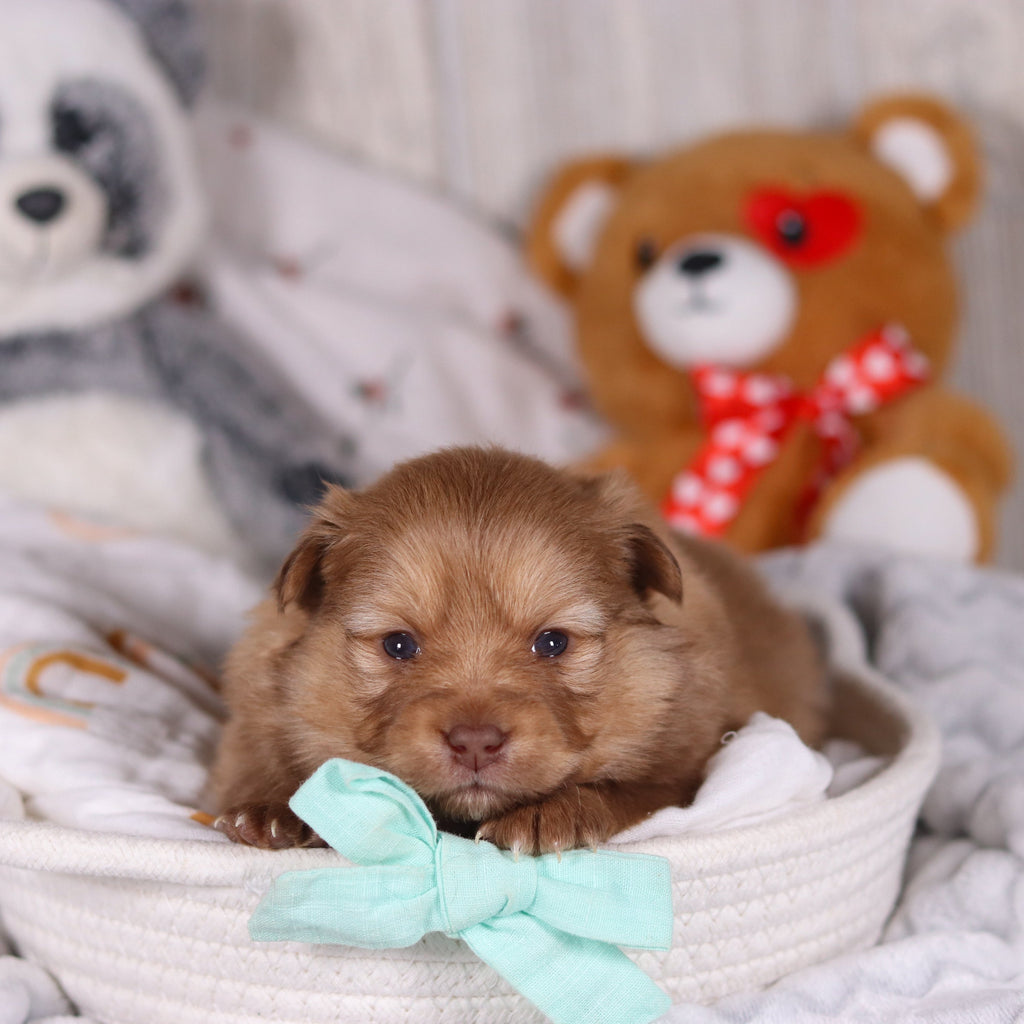 Melvin - Available 3/19