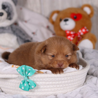 Marvin - Available 3/19