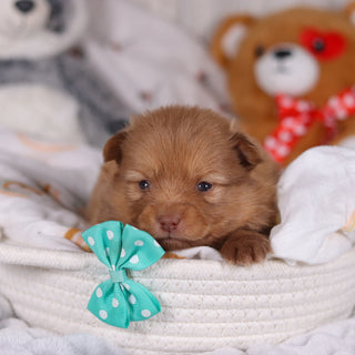 Marvin - Available 3/19