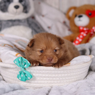 Marvin - Available 3/19