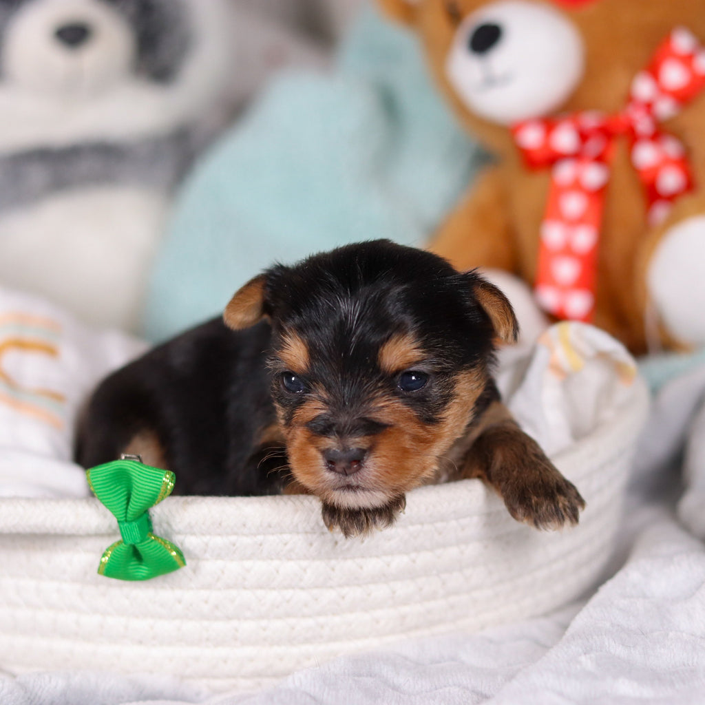 Ozzy - Available 3/19