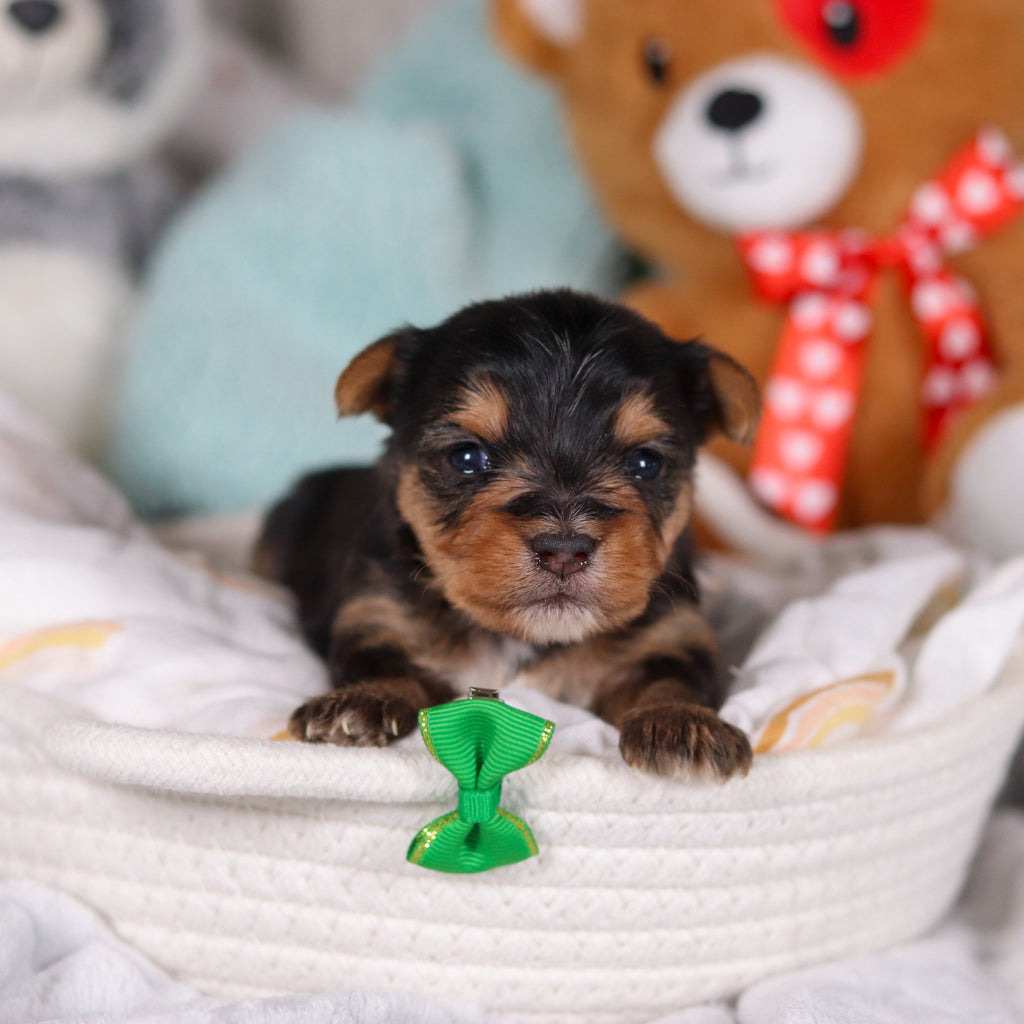 Ozzy - Available 3/19