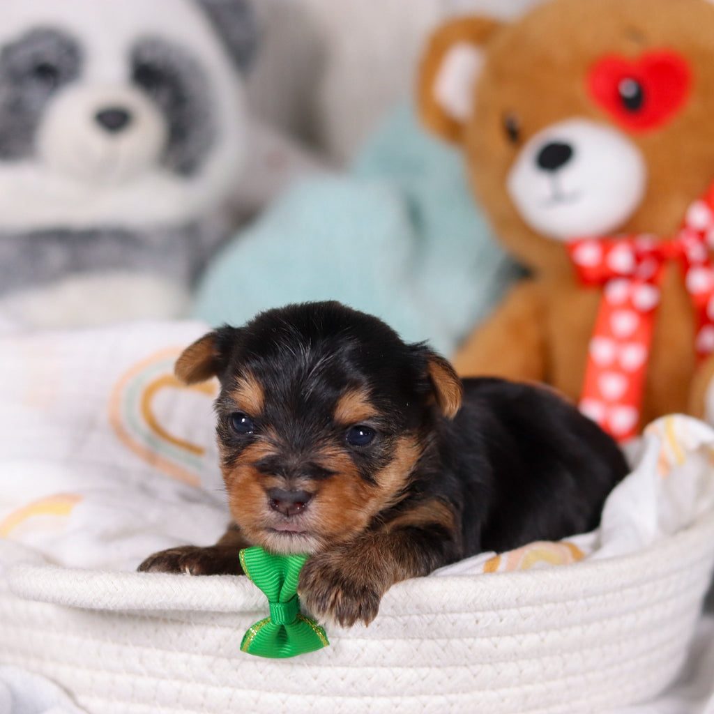 Ozzy - Available 3/19