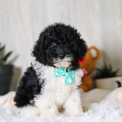 Kai - Available 3/26