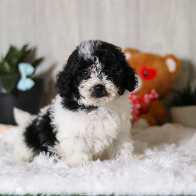 Koa - Available 3/26