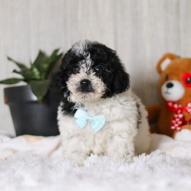 Koa - Available 3/26