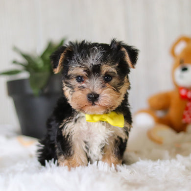 Ren - Available 3/26