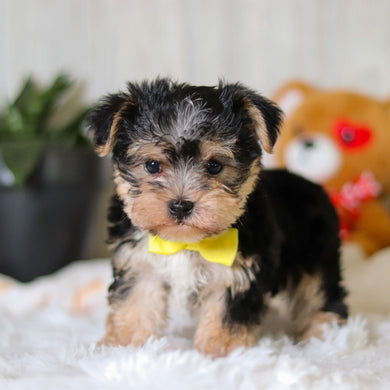 Ren - Available 3/26