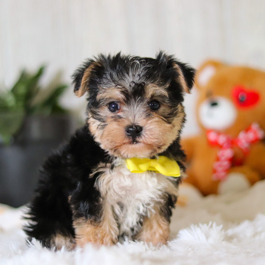 Ren - Available 3/26