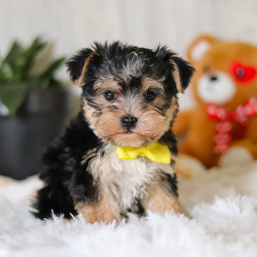 Ren - Available 3/26