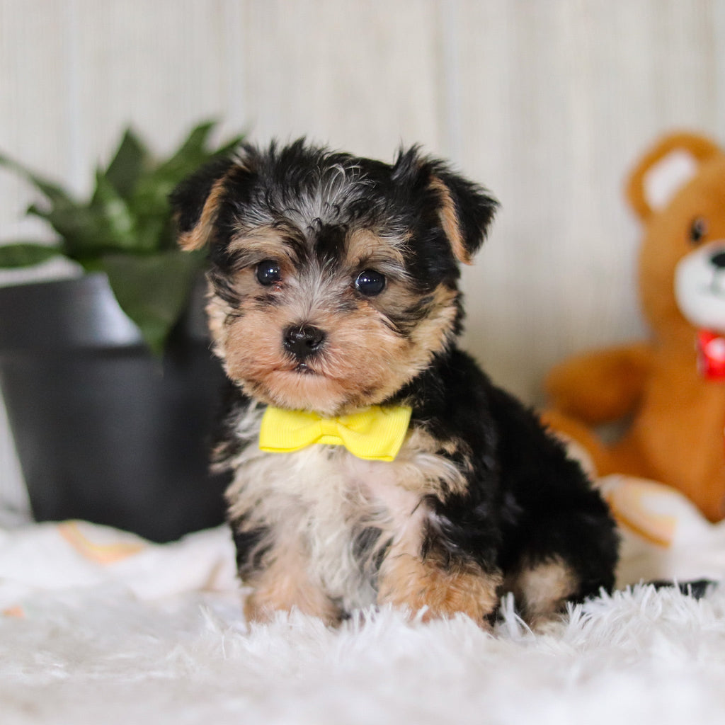 Ren - Available 3/26