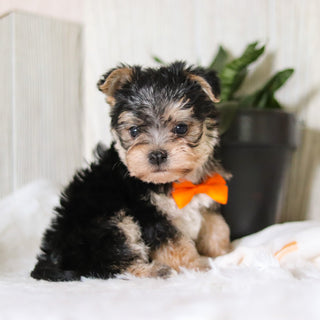 Phoenix - Available 3/26