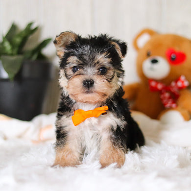 Phoenix - Available 3/26