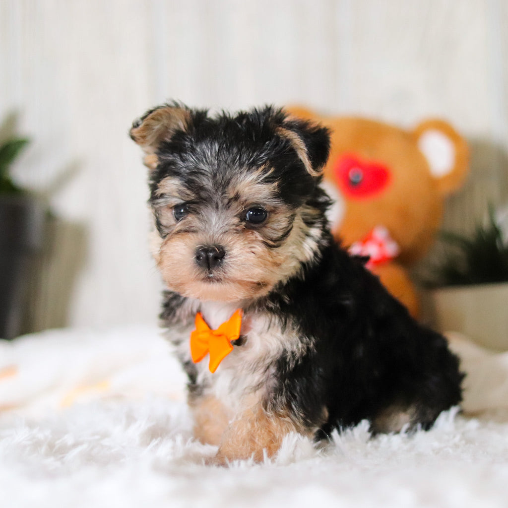 Phoenix - Available 3/26