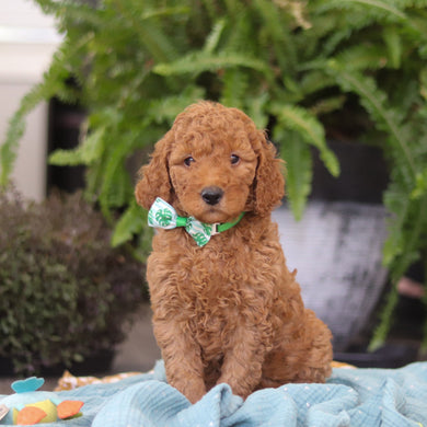 Easton - Available Now