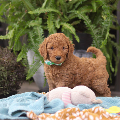 Easton - Available Now