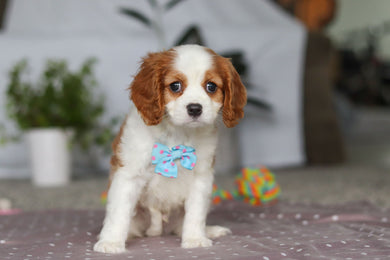 Fred - Available Now