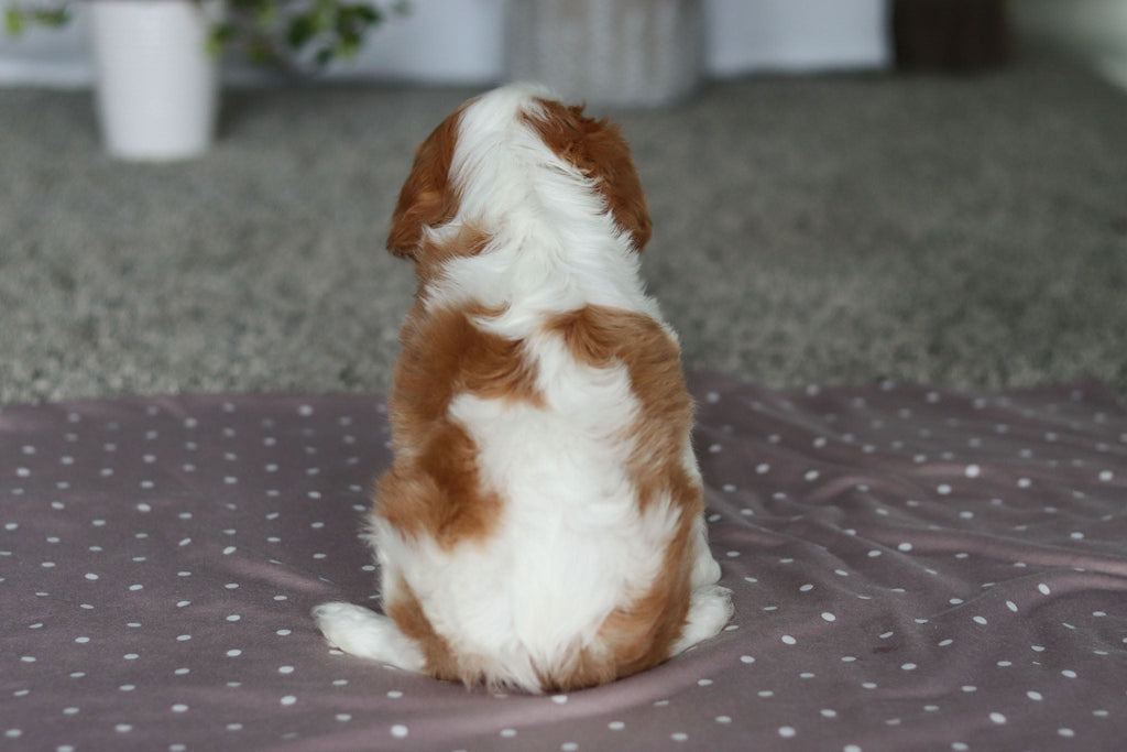 Fred - Available Now