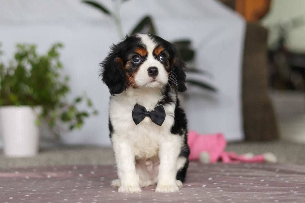 Frank - Available Now