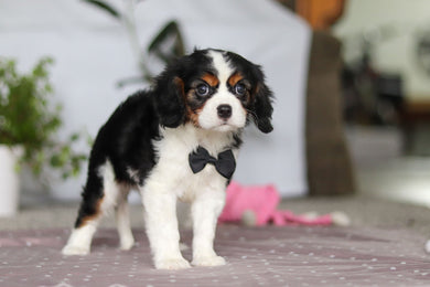 Frank - Available Now