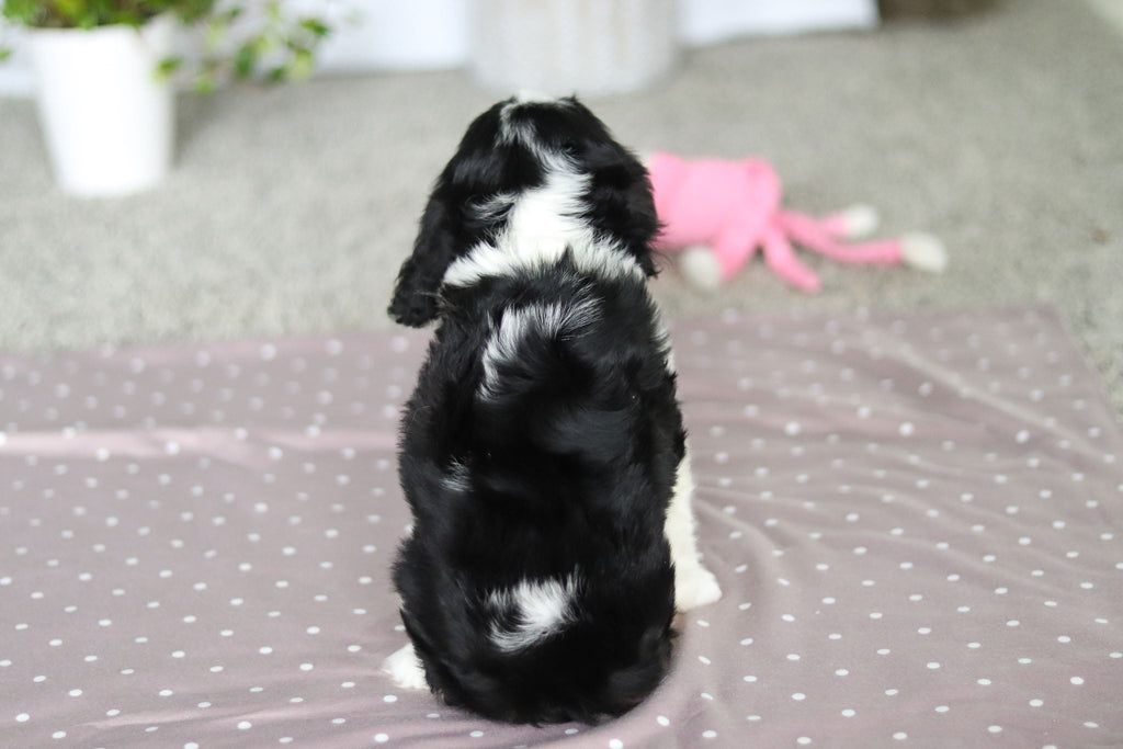 Frank - Available Now