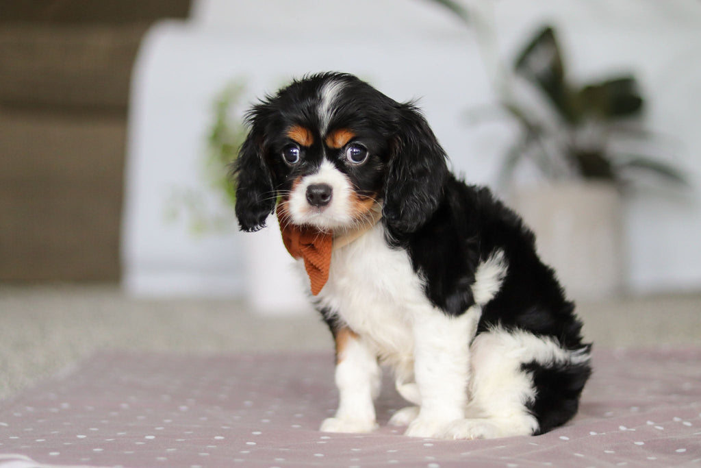 Krane - Available Now