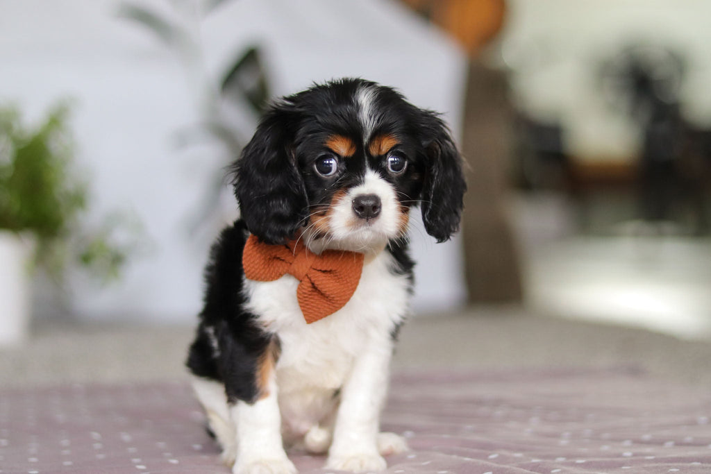 Krane - Available Now