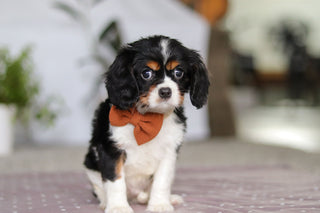 Krane - Available Now