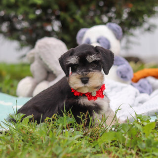 Montgomery - Available 8/20