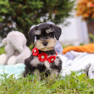 Montgomery - Available 8/20