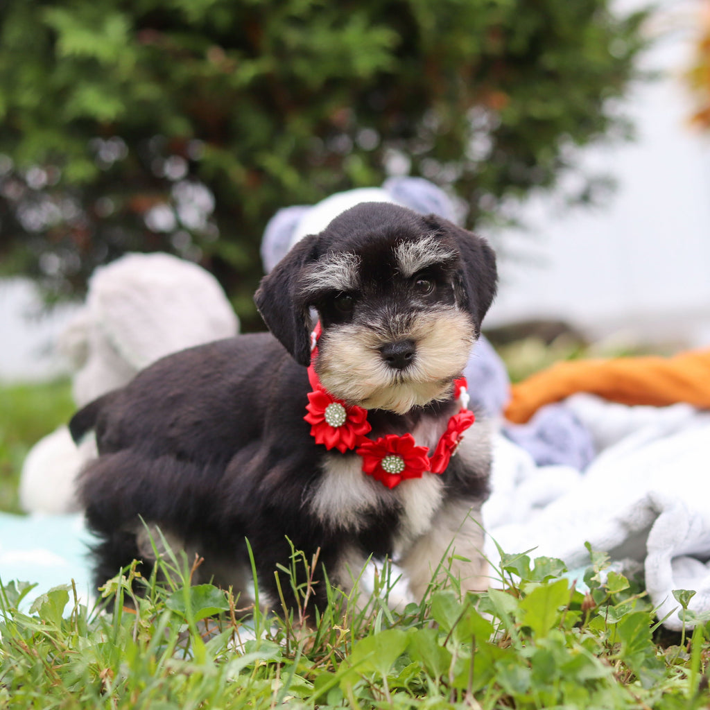Montgomery - Available 8/20